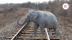 Gajraj System An AI-based Surveillance system built by Indian Railways to avoid Elephant Deaths on tracks